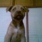mi cachorra